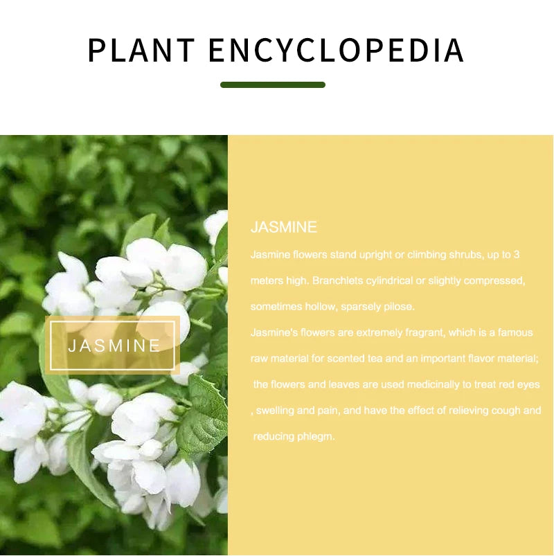 Jasmine Essential Oil,Natural Jasmine Oil for Diffuser Massage Body Skin Hair Care Fragrance
