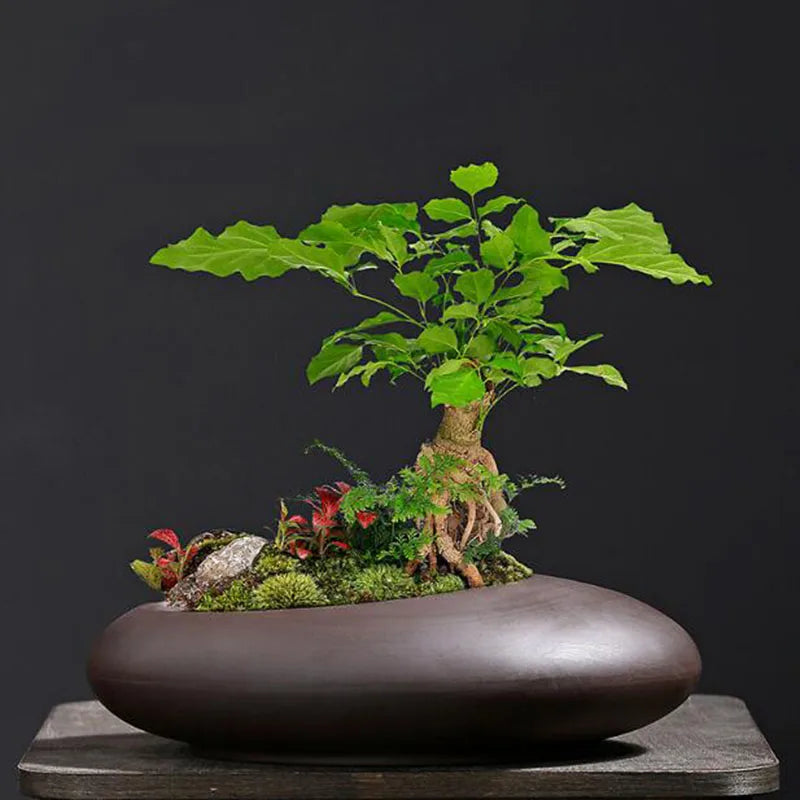 Retro Purple Clay Plant Pot Chinese Style Orchid Asparagus Viridis Flower Pot Breathable Vase Desktop Ornaments Garden Decor